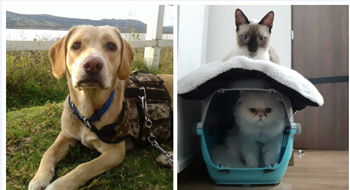 perros-mascotas-resolucion-3.png perros-mascotas-resolucion-3.png