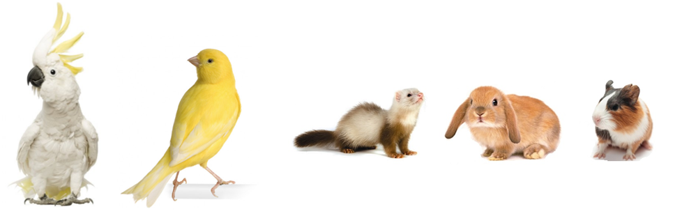 animales-de-compania.png