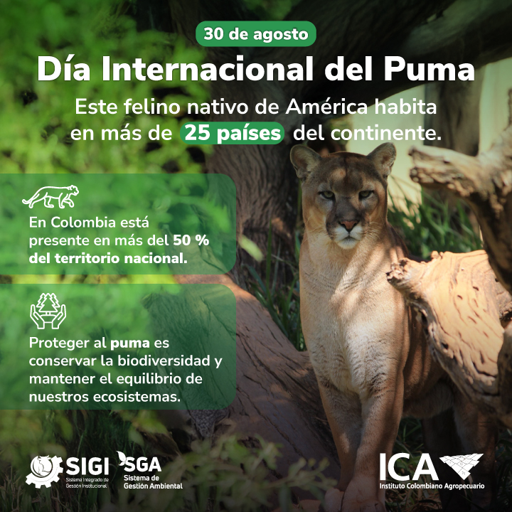 20-08-26-Fechas-especiales-Agosto_Puma-2.jpg