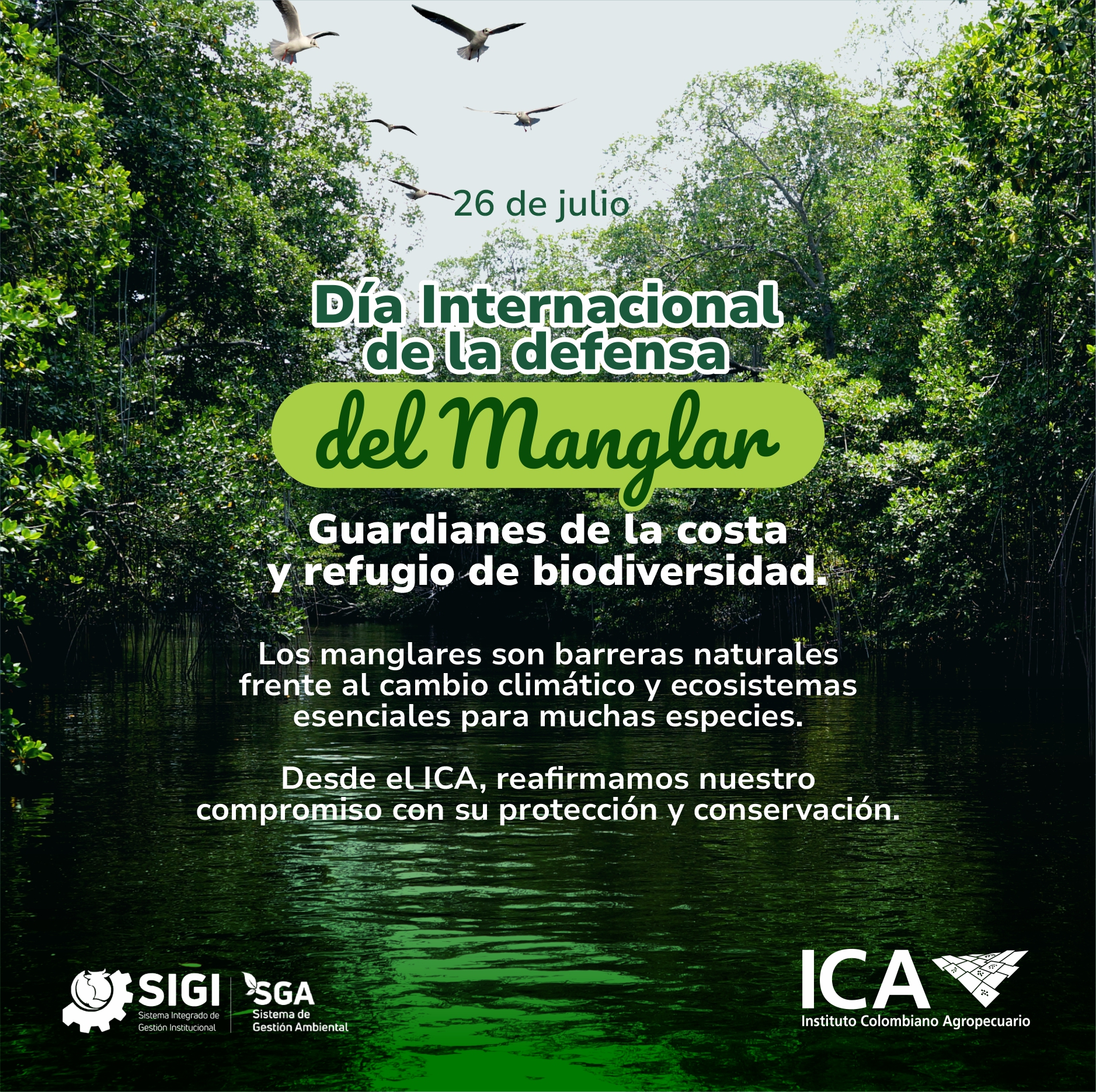 Dia-del-Manglar.jpg