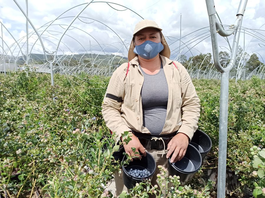 FOTO-ICA-MUJER-RURAL-7-arandanos.jpg