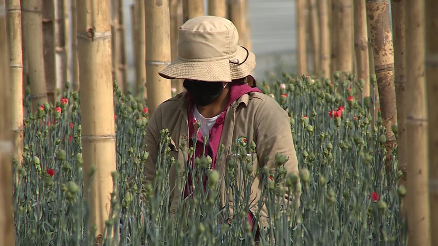 Mujer-rural-clavel_1.jpg