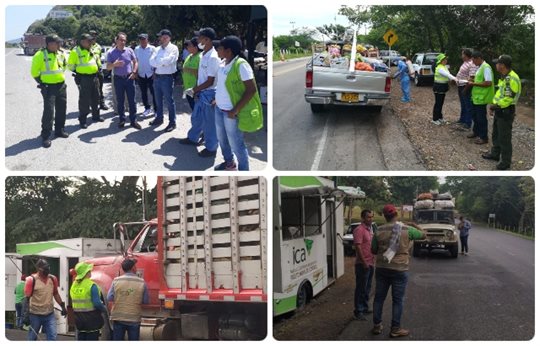 Cerca de 15 mil vehículos con material vegetal han sido inspeccionados y desinfectados para evitar la propagación del Fusarium R4T