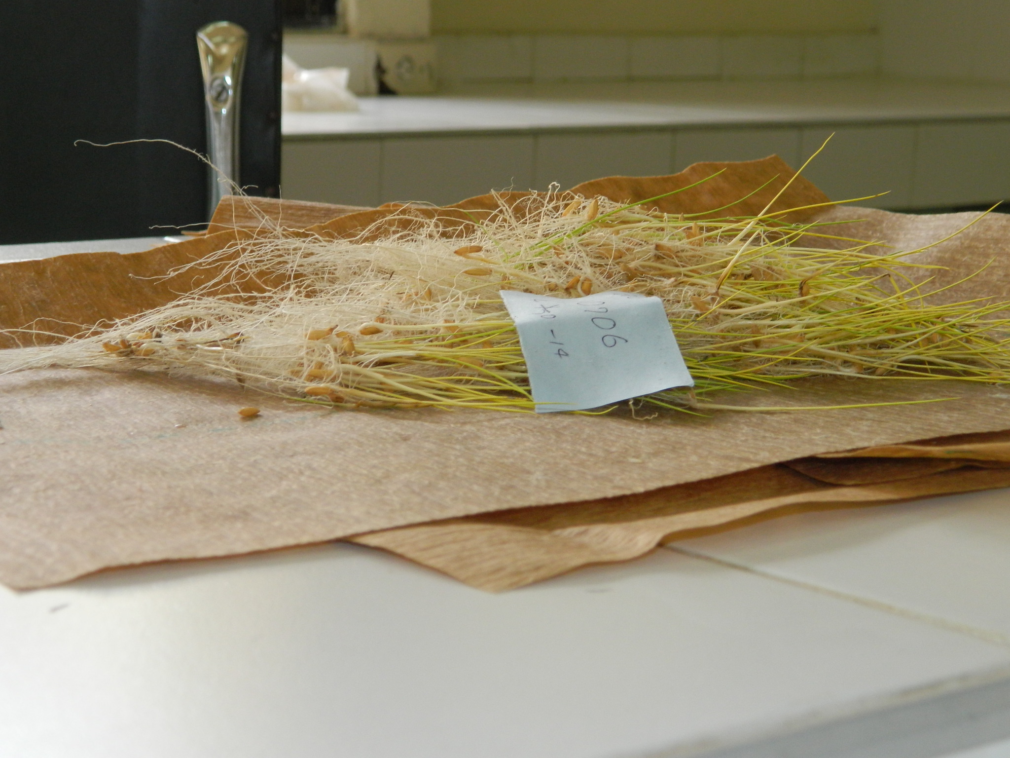 laboratorio-de-semillas-ICA-Cesar-en-Valledupar-10-(2).JPG