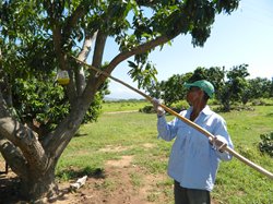 trampeo-de-la-mosca-de-la-fruta.JPG
