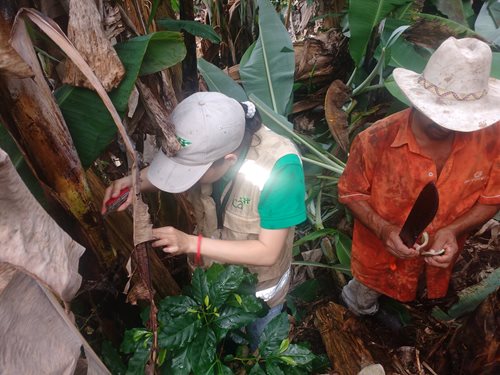 Boletin-Valle-Platano-1.jpg