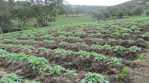 Extractos-Vegetales-1.JPG