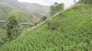 Extractos-Vegetales-2.JPG