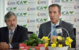 Aguacate-Hass-2.JPG
