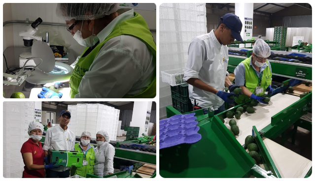 El aguacate Hass colombiano sigue conquistando a los argentinos El aguacate Hass colombiano sigue conquistando a los argentinos