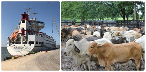 Colombia exportó 4.384 toneladas de carne bovina a ocho países del mundo en el primer trimestre del 2019