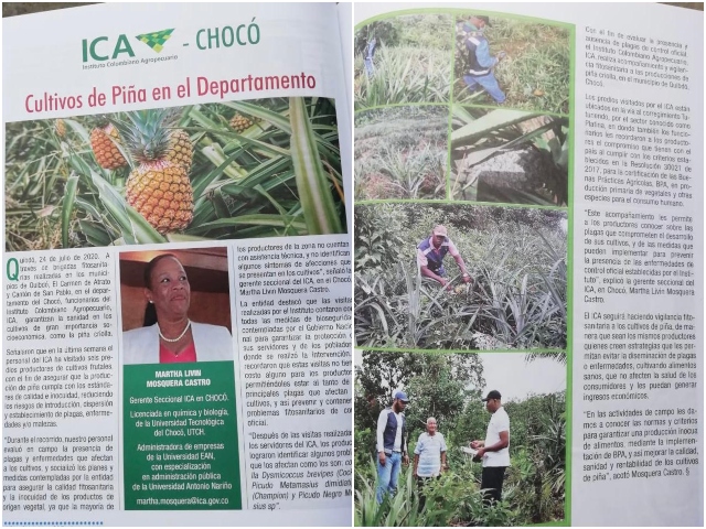 Foto-ICA-Cultivos-de-pina-Web-1.jpg Foto-ICA-Cultivos-de-pina-Web-1.jpg