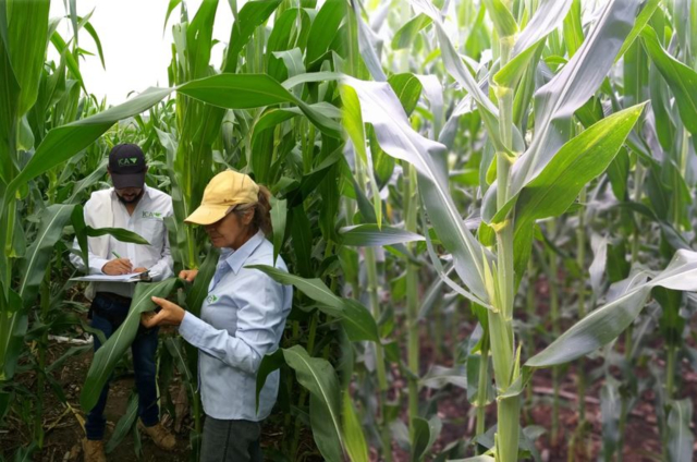 Continúan los esfuerzos para garantizar la sanidad e inocuidad del maíz en el Huila