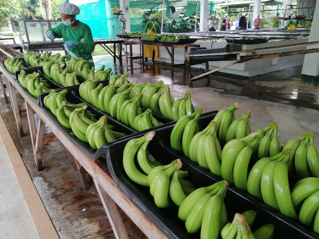 Foto-ICA-Plantaciones-de-banano-2.jpg Foto-ICA-Plantaciones-de-banano-2.jpg