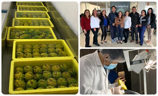 Inspector coreano visitó, junto con el ICA, planta de tratamiento de vapor para exportación de pitahaya fresca Inspector coreano visitó, junto con el ICA, planta de tratamiento de vapor para exportación de pitahaya fresca