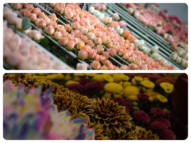 ICA-flowers-san-valentin-2.jpg ICA-flowers-san-valentin-2.jpg