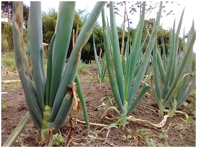 Foto-ICA-Cebolla-Web-1.jpg