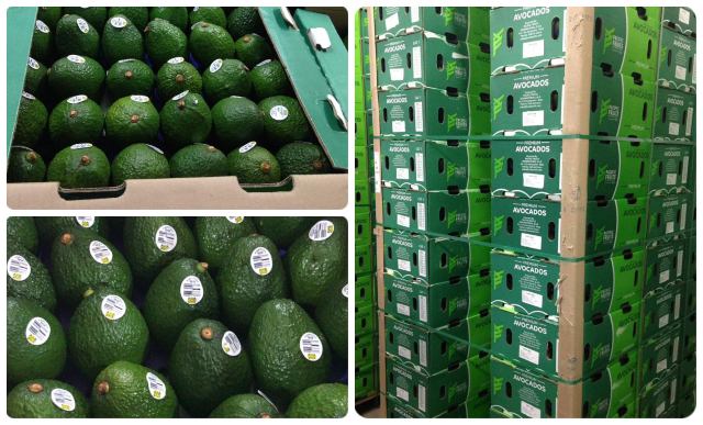 Kuwait, otro destino para el aguacate Hass colombiano Kuwait, otro destino para el aguacate Hass colombiano