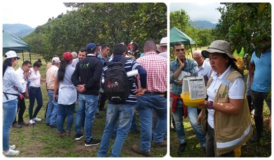 Para sacarle un buen jugo a la cosecha, productores de cítricos del Quindío y el ICA trabajan en equipo