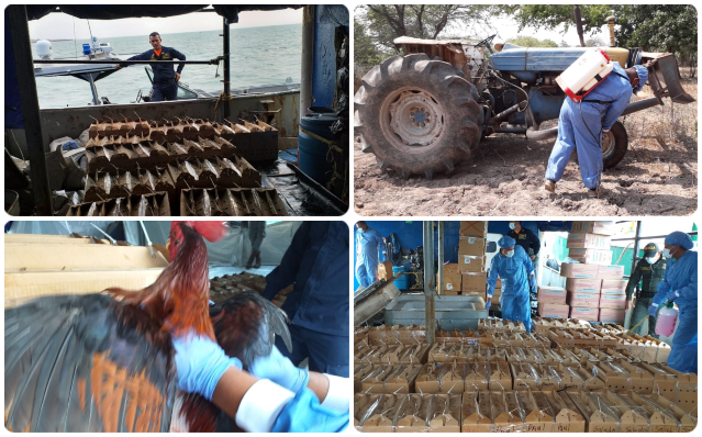 El CIIIP con apoyo de funcionarios del ICA aprehenden cargamento de 218 gallos de pelea de contrabando. El CIIIP con apoyo de funcionarios del ICA aprehenden cargamento de 218 gallos de pelea de contrabando.