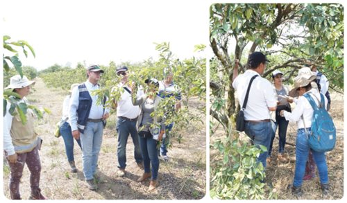 Para ampliar los predios certificados, estudiantes del SENA en el Meta, se capacitan en Buenas Prácticas Agrícolas