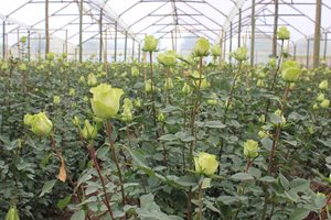 El ICA alerta a floricultores para que eviten las plagas y fortalezcan las exportaciones