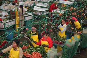 El ICA alerta a floricultores para que eviten las plagas y fortalezcan las exportaciones