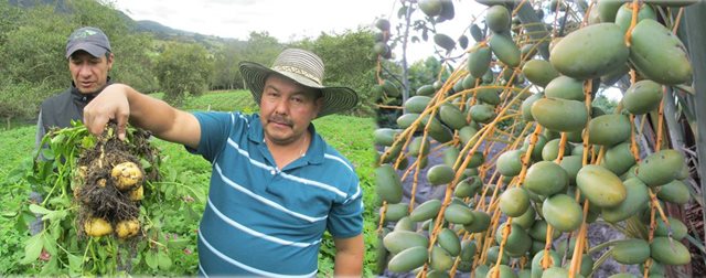 Las hortalizas de Boyacá se abren campo en los mercados especializados