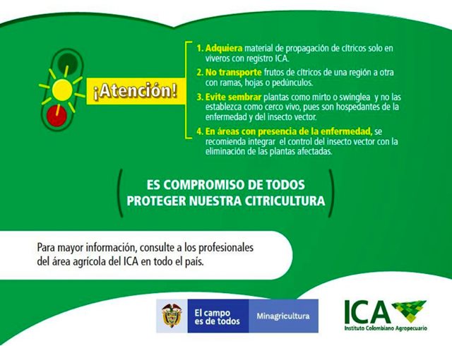 Con acciones en prevención y erradicación en 26 departamentos, el ICA enfrenta el  HLB de los cítricos
