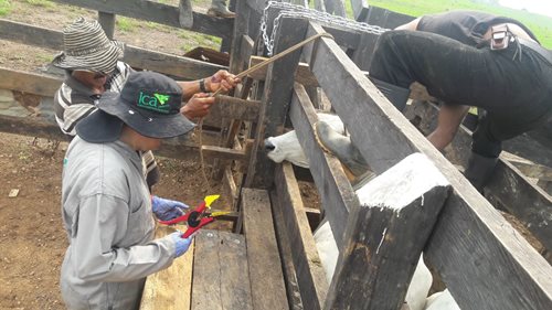 Con el apoyo del ICA, los productores del Guaviare mantienen el estatus sanitario del departamento libre de fiebre aftosa con vacunación