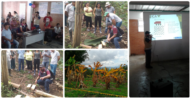 El ICA guía y apoya a productores de Cundinamarca, para lograr una mejor producción de plátano y banano El ICA guía y apoya a productores de Cundinamarca, para lograr una mejor producción de plátano y banano