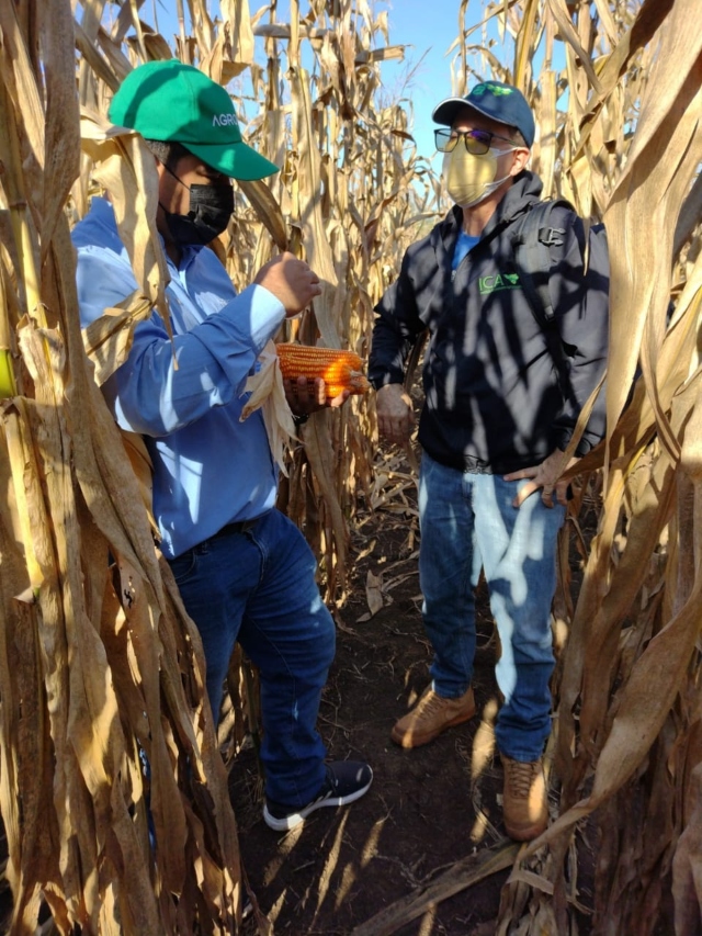 Foto-ICA-Pruebas-de-evaluacion-agronomica-en-Bolivar-1.jpg