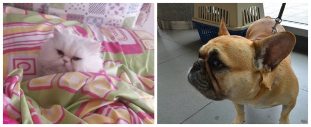 El ICA reglamenta los procesos para el ingreso y salida de mascotas a Colombia