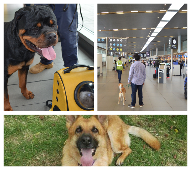 El ICA reglamenta los procesos para el ingreso y salida de mascotas a Colombia