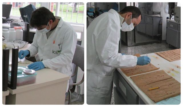 foto-ICA-laboratorio-semillas.jpg