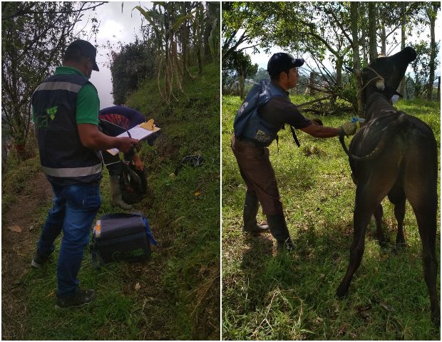 Foto-ICA-supervision-vacuacion-en-Cauca.jpg