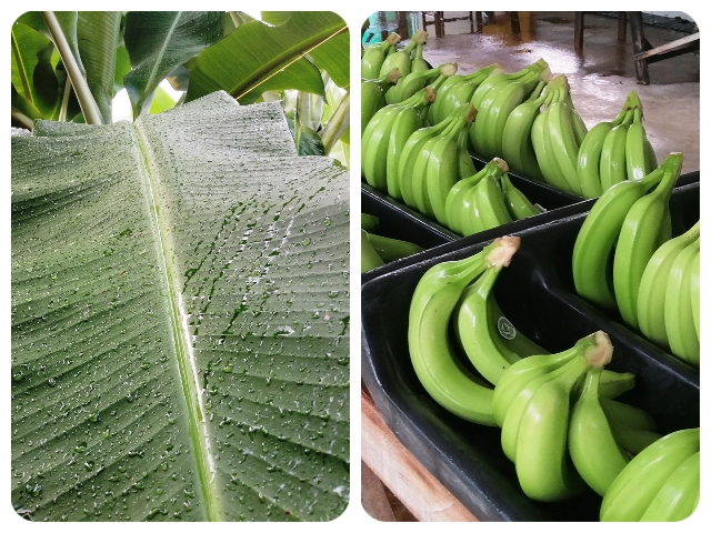 FOTO-ICA-Banano-magdalena-2.jpg