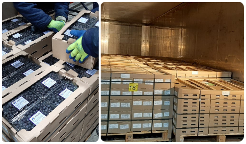 Colombia incrementará la exportación de arándanos frescos bajo tratamiento en frío a Los Estados Unidos de América