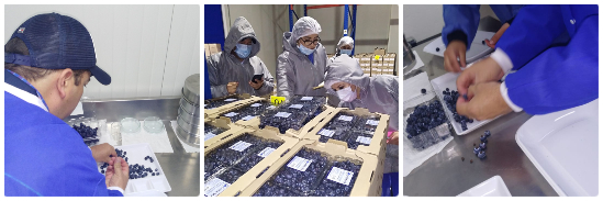 Colombia incrementará la exportación de arándanos frescos bajo tratamiento en frío a Los Estados Unidos de América