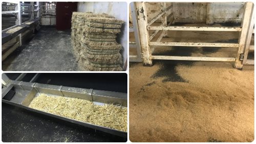 El ICA verifica el cumplimiento de requisitos sanitarios y de bienestar para la exportación de bovinos en pie