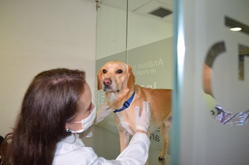 Para la importación y exportación de mascotas, viajeros internacionales deben realizar trámites con empresas registradas ante el ICA Para la importación y exportación de mascotas, viajeros internacionales deben realizar trámites con empresas registradas ante el ICA