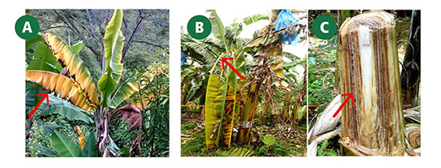 figura-1-alerta-6.jpg figura-1-alerta-6.jpg