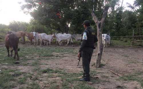 Nuevo golpe del CIIIP contra el contrabando agropecuario en zona fronteriza del país