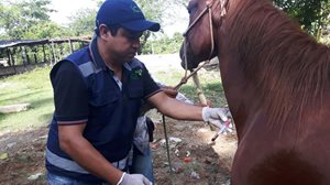 Examen-sanitario-a-equidos-por-medico-Veterinario-Zootecnista-autorizado-por-el-ICA-2.jpg