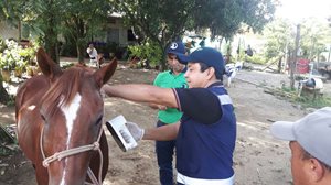 Examen-sanitario-a-equidos-por-medico-Veterinario-Zootecnista-autorizado-por-el-ICA-3.jpg Examen-sanitario-a-equidos-por-medico-Veterinario-Zootecnista-autorizado-por-el-ICA-3.jpg