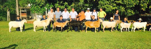 Boletin-Caqueta-Ovinos-2.jpg