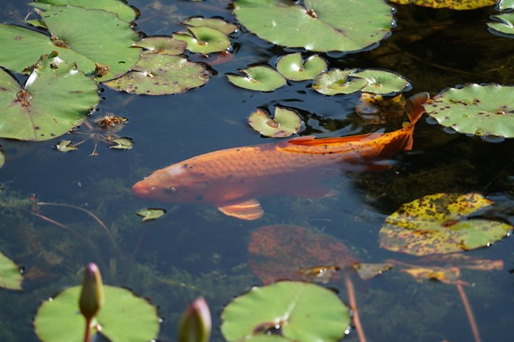 Peces-Caldas6.JPG Peces-Caldas6.JPG