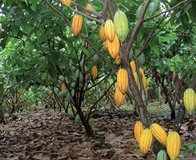 cacaof92-(1).jpg