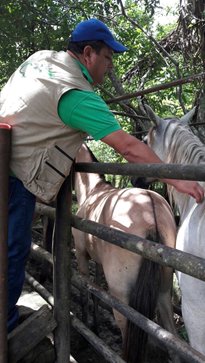 vacunacion-equinos3.jpg vacunacion-equinos3.jpg