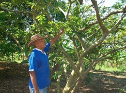 Guayaba-02-(1).jpg
